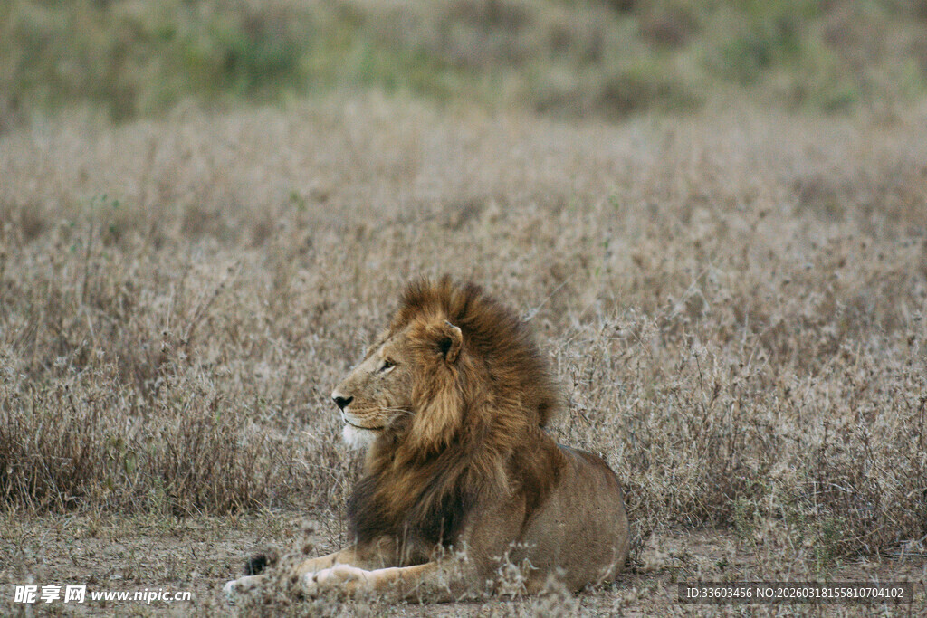 草原上休憩的雄狮