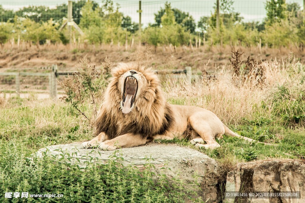岩石上休憩的雄狮