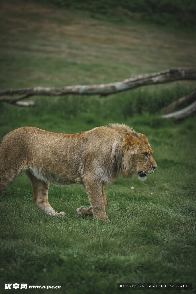 草原上行走的雄狮