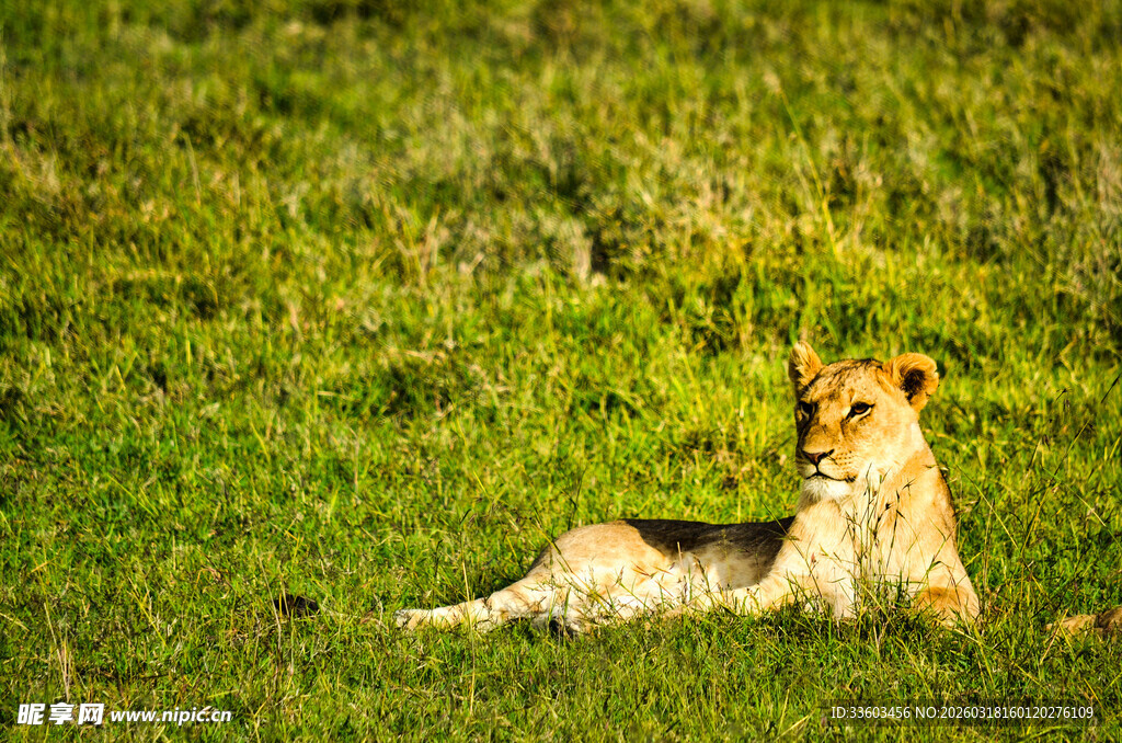 草原上休憩的美丽母狮