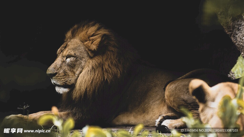 雄狮休憩于自然环境中