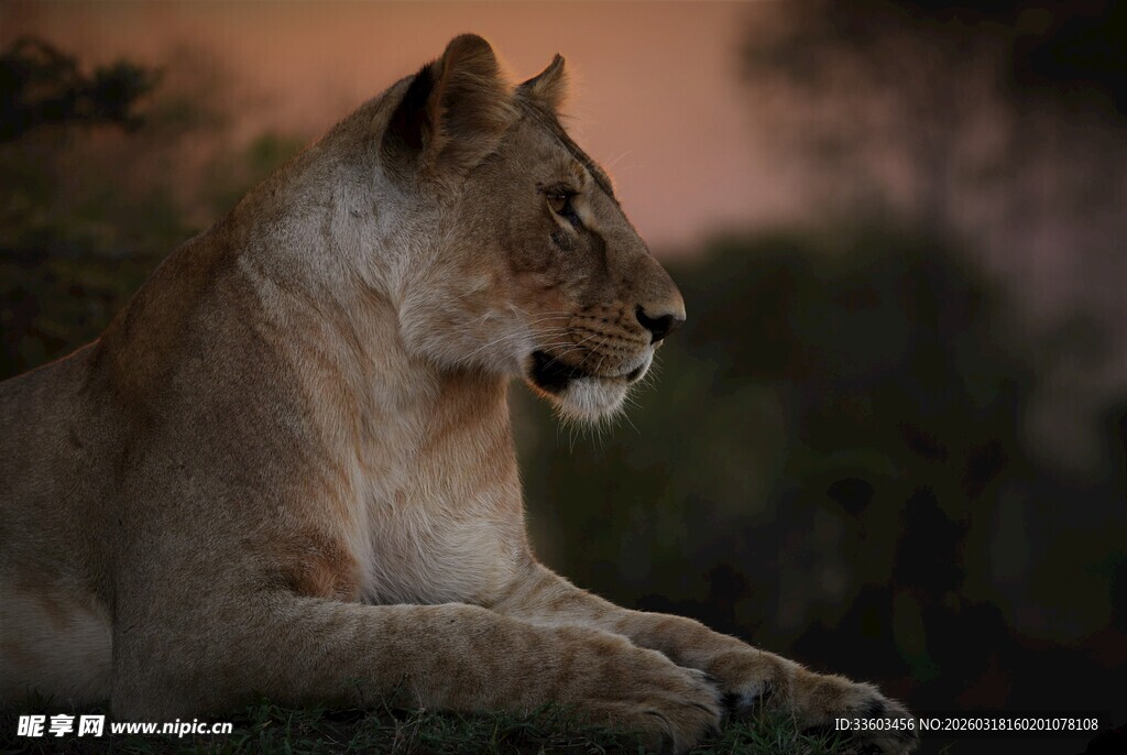 黄昏下休憩的母狮