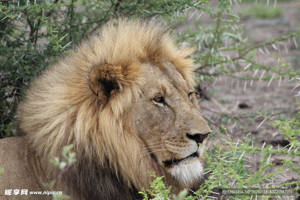 雄狮休憩于绿意之中