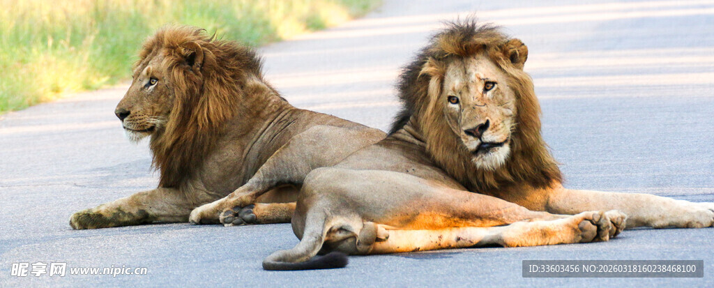 草原上休憩的两头雄狮