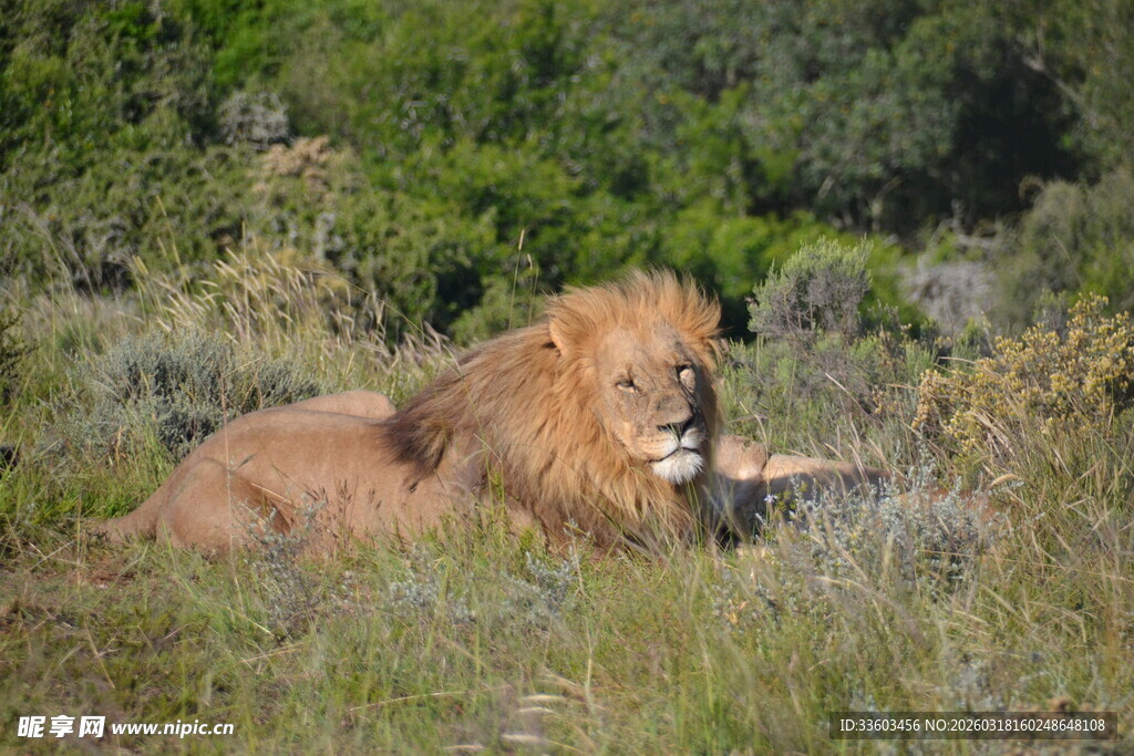 草原上休憩的雄狮