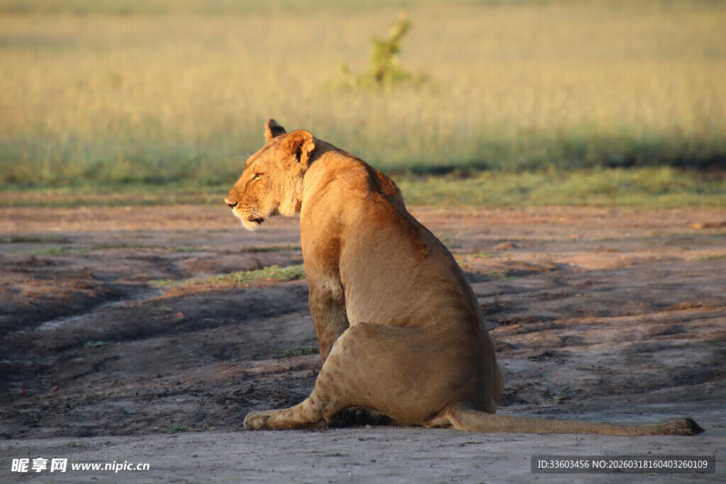 草原上独坐的威严母狮
