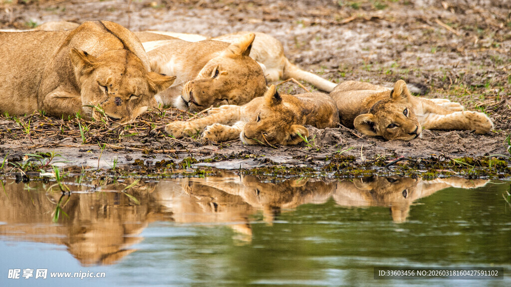 狮群休憩于水边