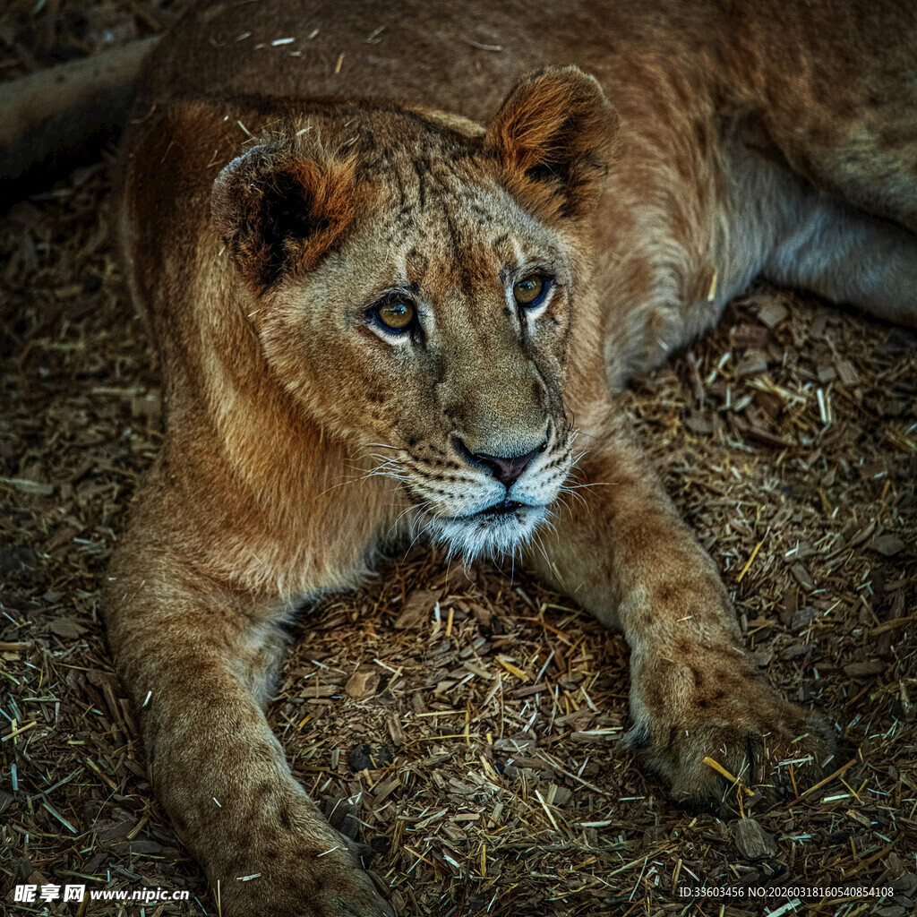 卧于草地的威严母狮