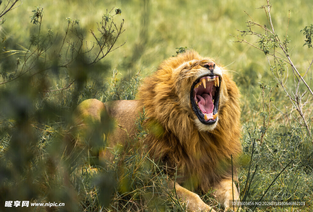 草原雄狮怒吼
