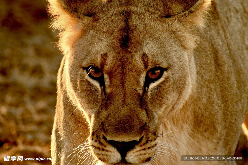 草原上的威严母狮