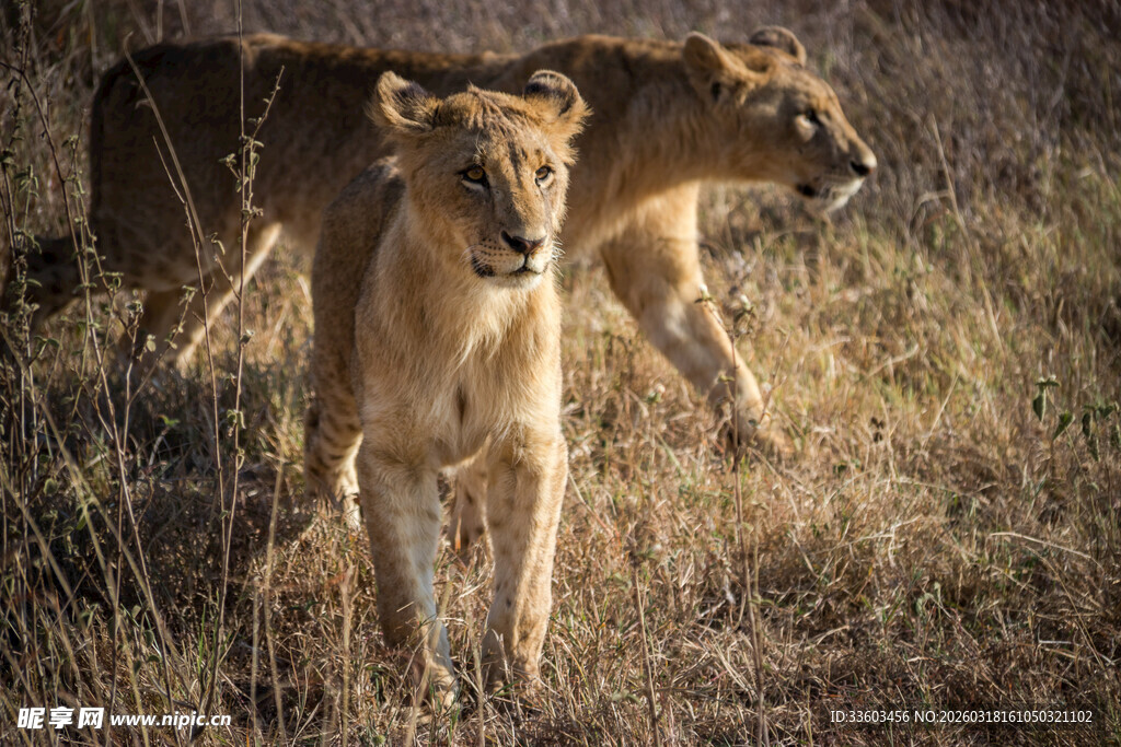 草原上漫步的两只母狮
