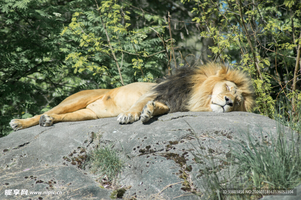 岩石上休憩的雄狮