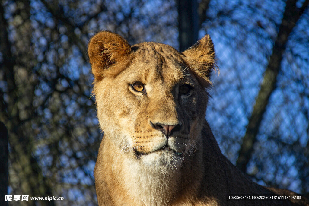 威严母狮于林间凝视