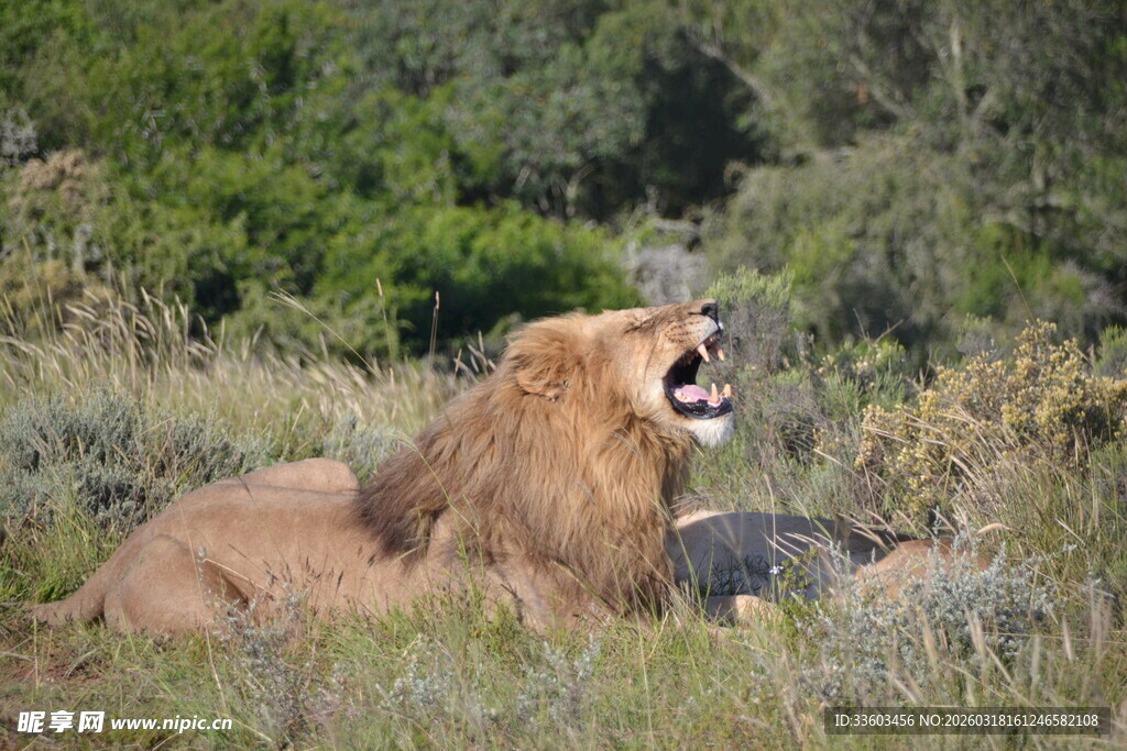 草原上咆哮的雄狮