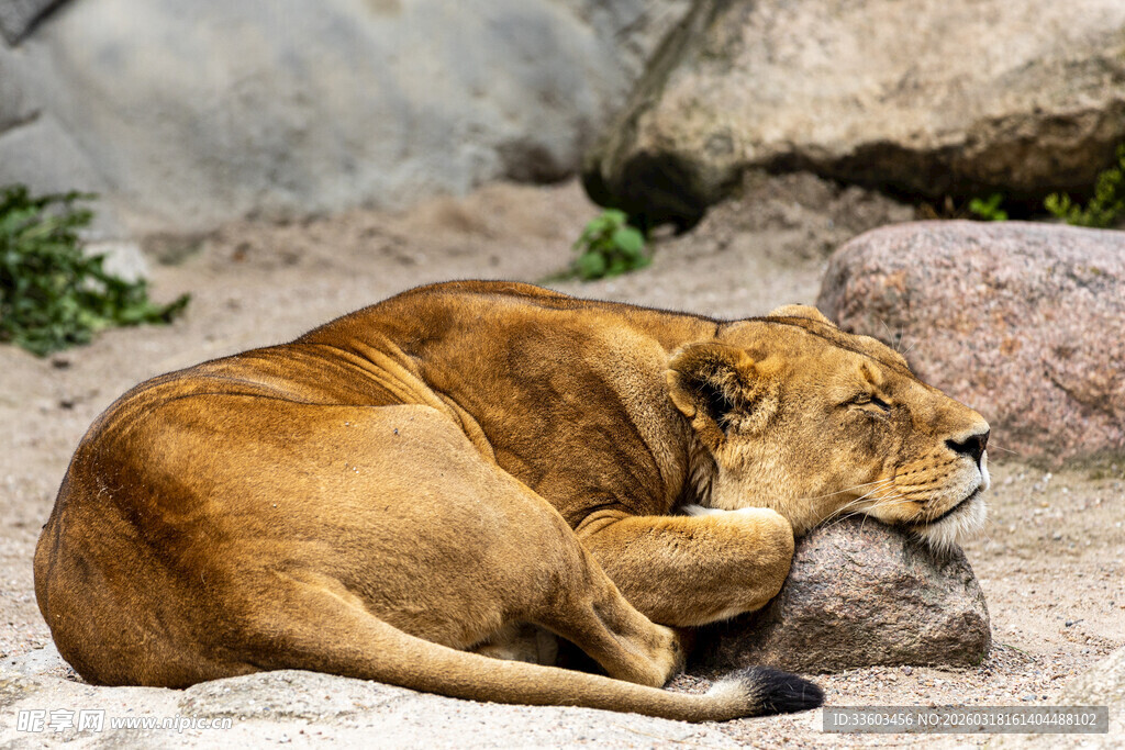 休憩的母狮