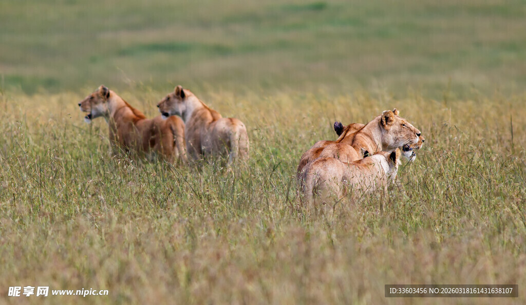 草原上的一群羚羊