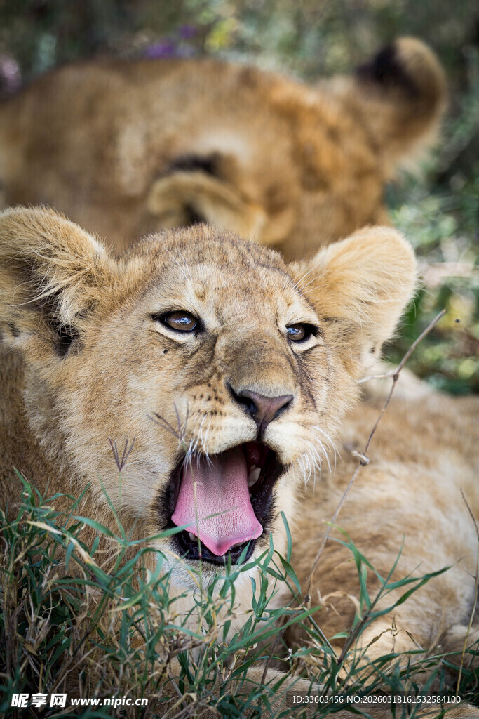 张嘴打哈欠的可爱小狮子