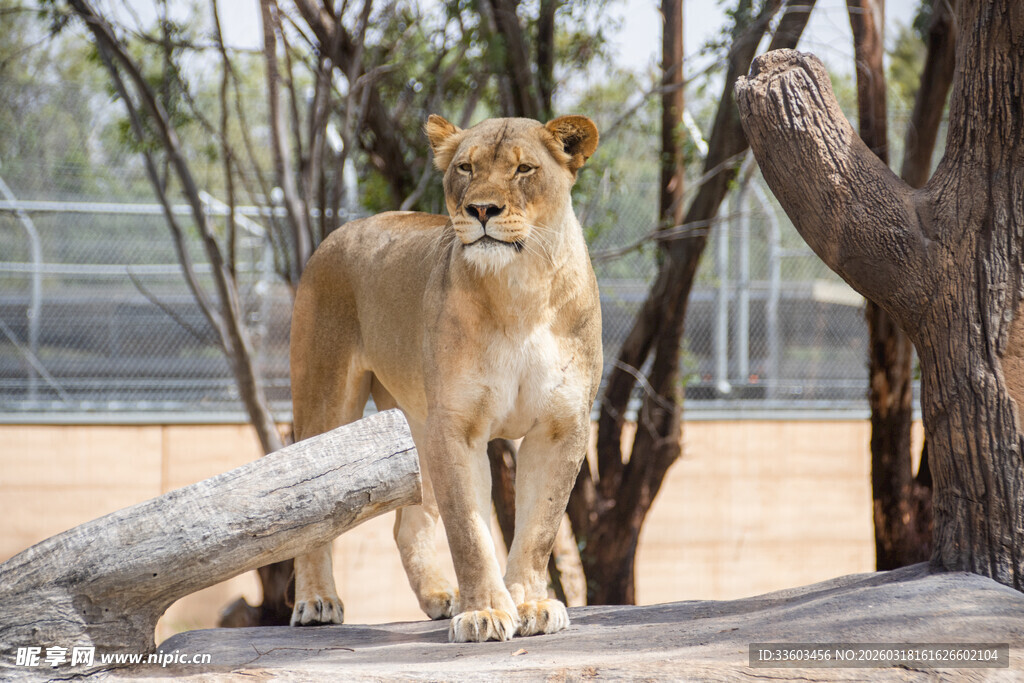 站立在木旁的威严母狮