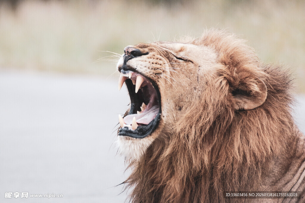 雄狮怒吼