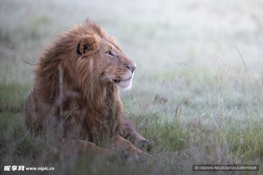 草原上休憩的雄狮