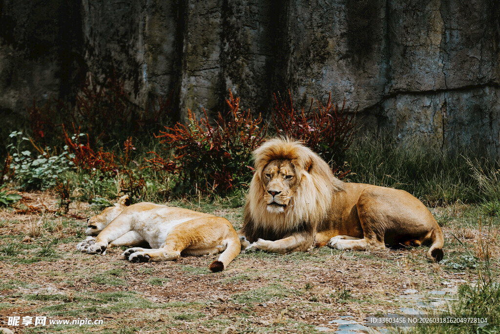 草原上休憩的两只狮子