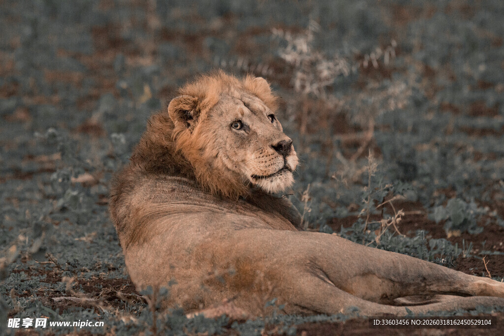 草原上休憩的雄狮