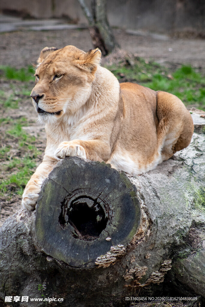 母狮休憩于空心树干旁