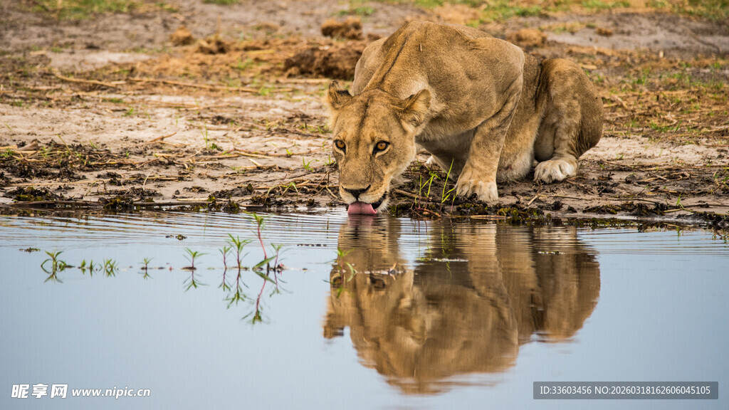 狮子于水边低头饮水倒影