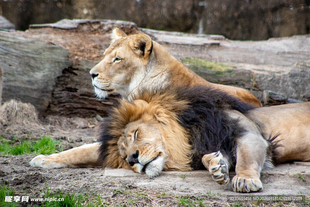 休憩的雄狮与雌狮