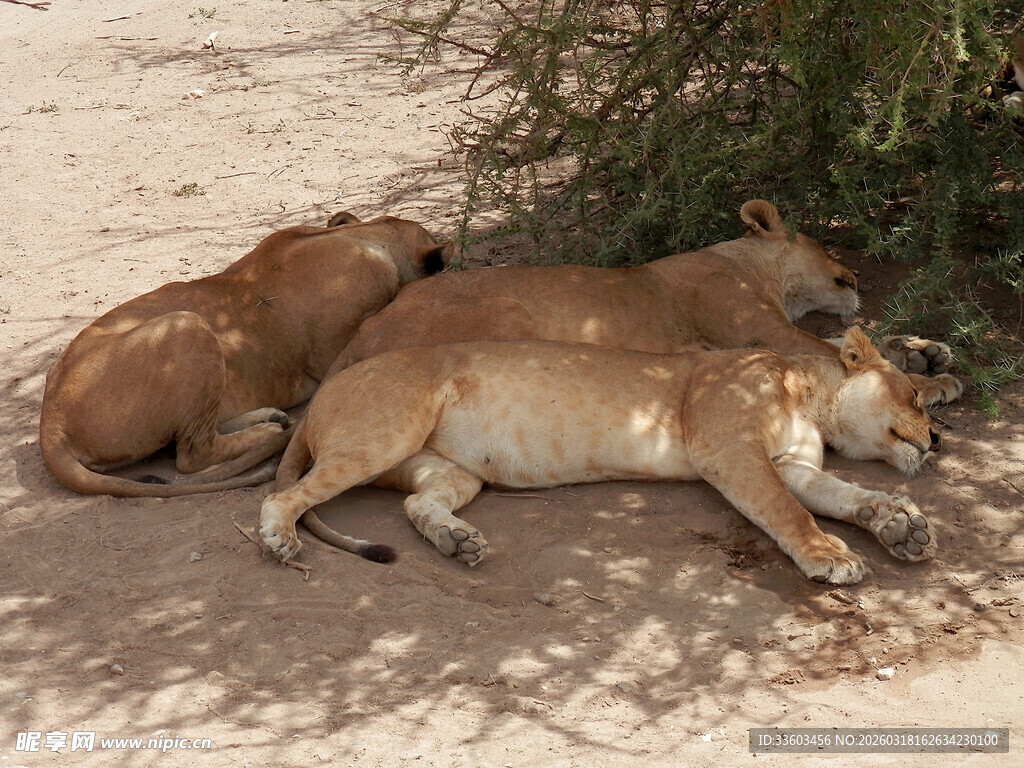 树荫下休憩的两头母狮