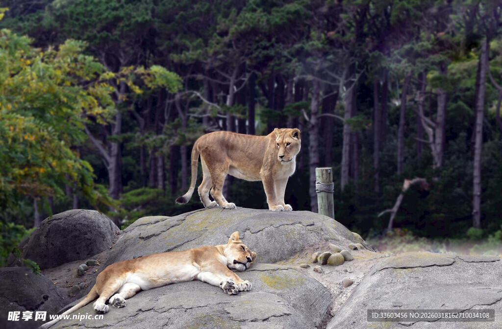 岩石上休憩与站立的狮子
