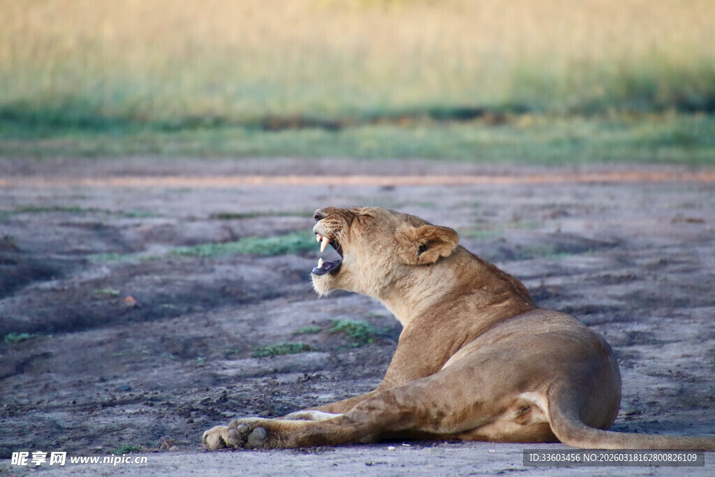 草原上休憩的母狮