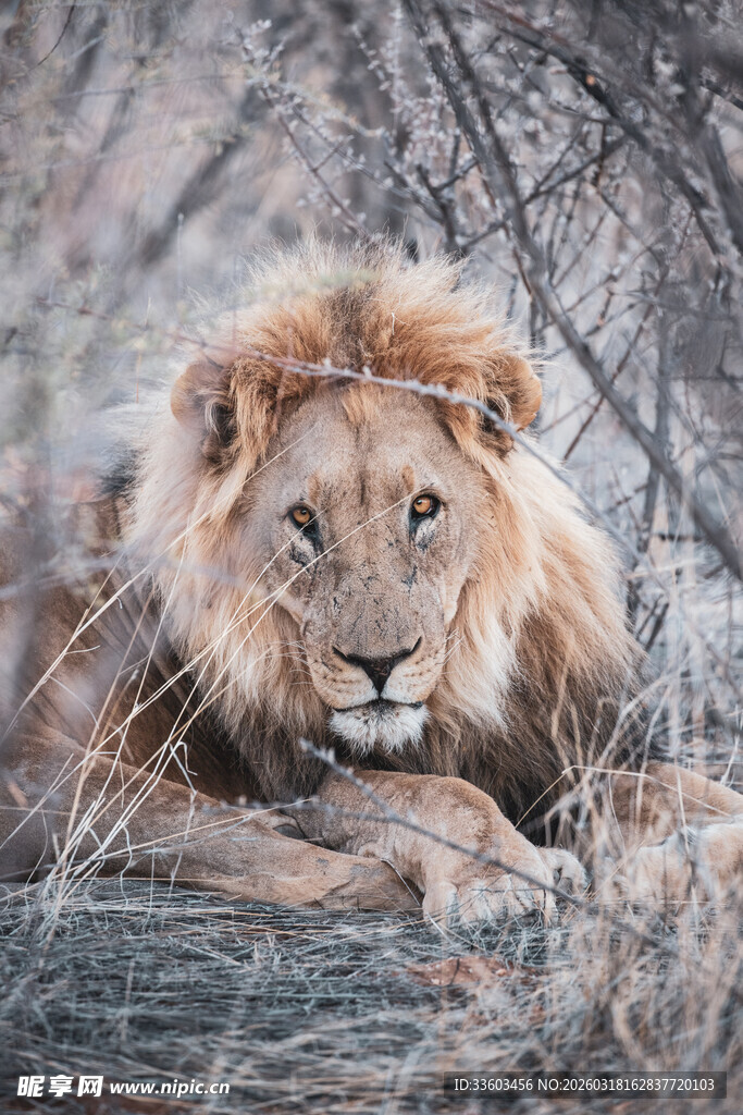 雄狮静卧于荒野