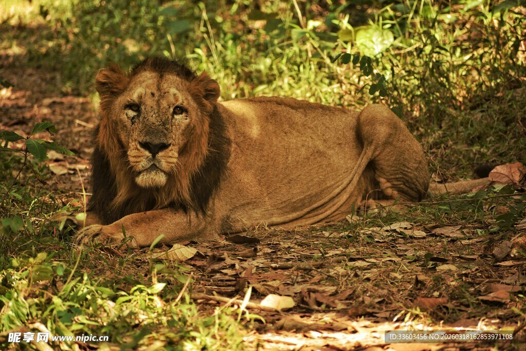 雄狮休憩于林间草地