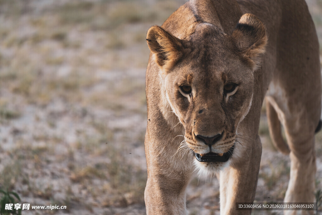 草原上行走的威严小狮子