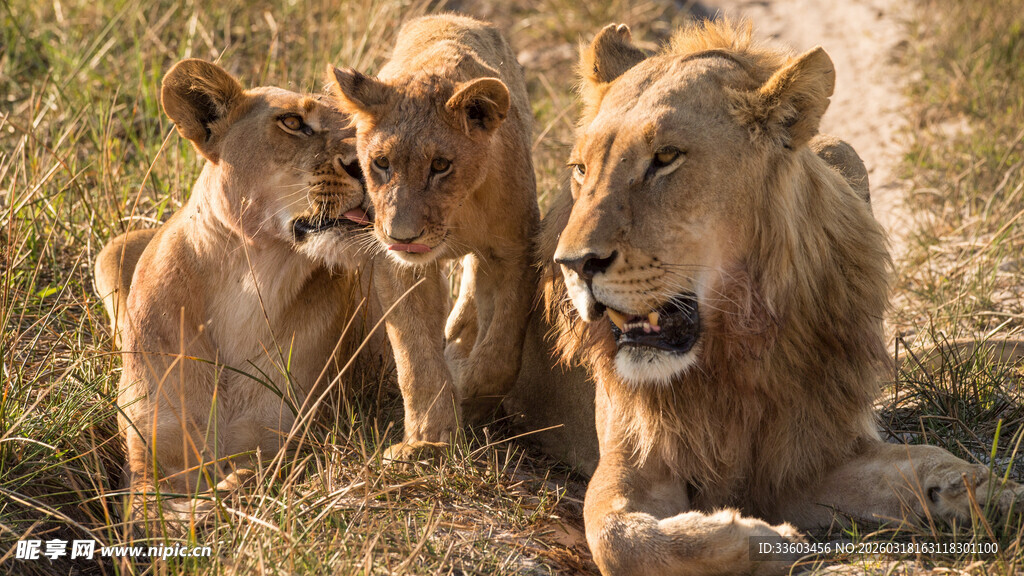 草原上休憩的狮子一家
