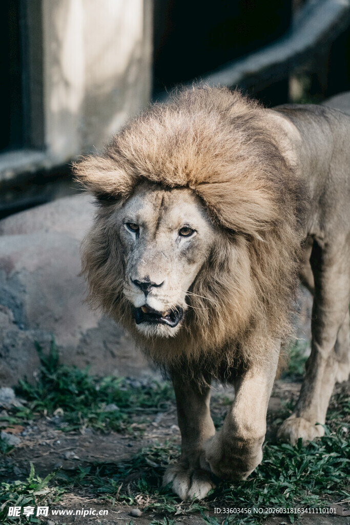 雄狮漫步