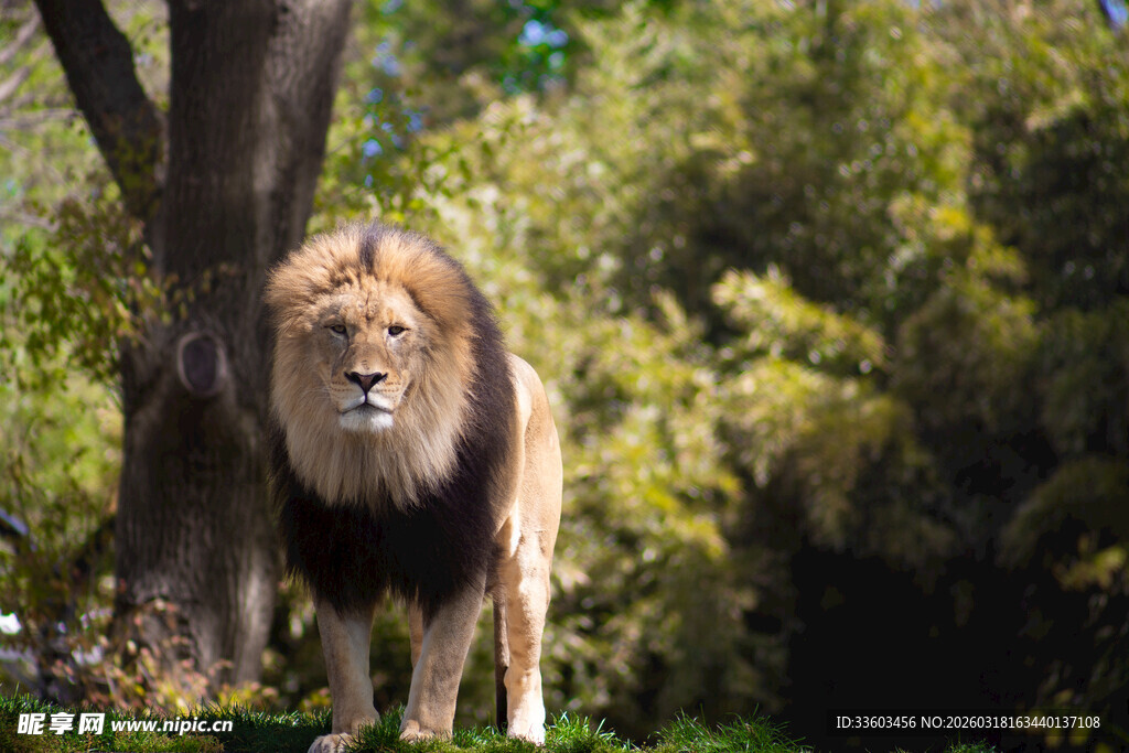 森林中的雄狮
