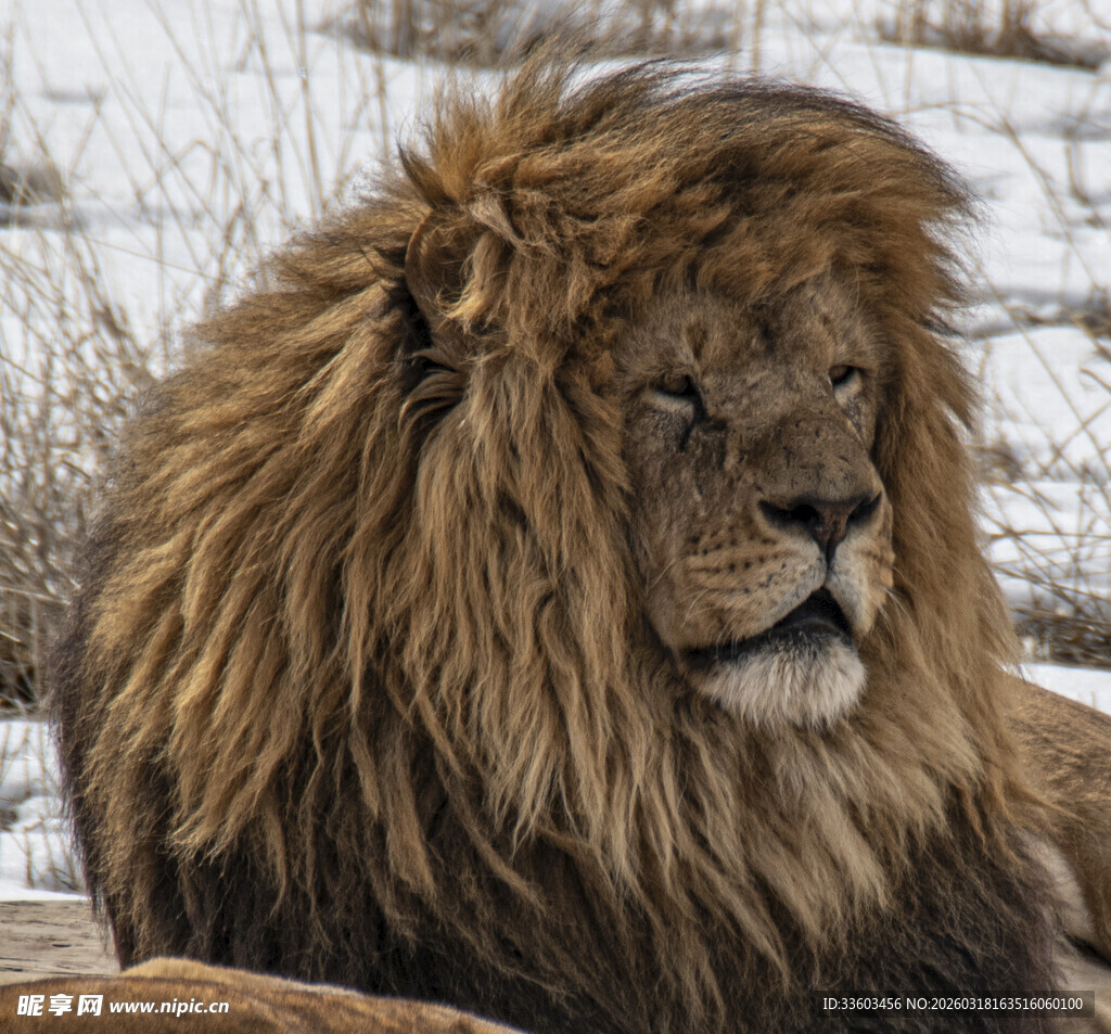 雪地中威武的雄狮