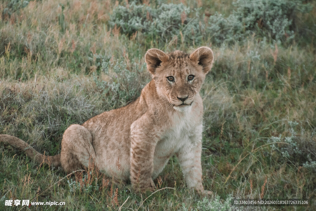 草原上的小狮子