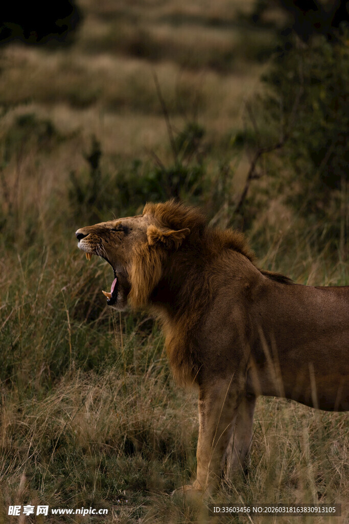 草原上咆哮的雄狮