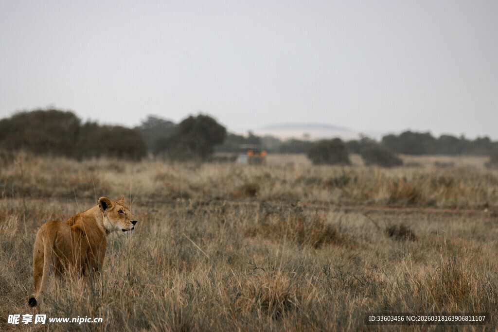 草原上的独行狮子