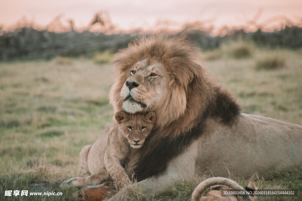 草原上的雄狮与幼狮