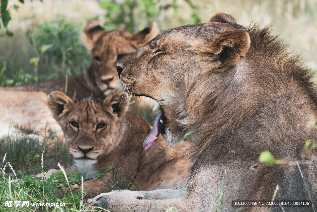 狮群休憩于草原