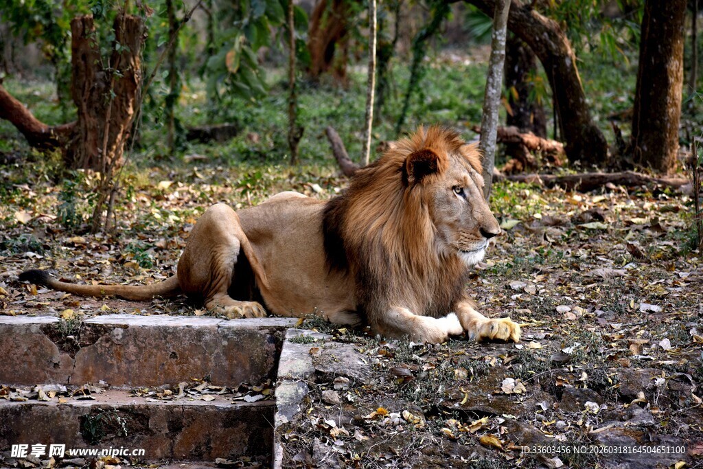 林中休憩的雄狮