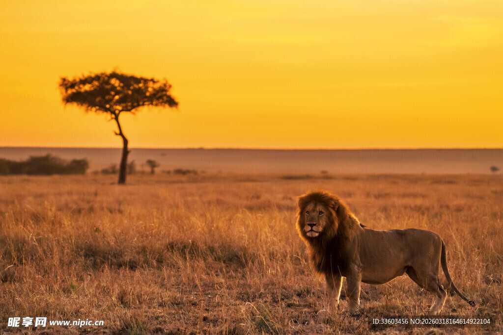 夕阳下草原上的雄狮