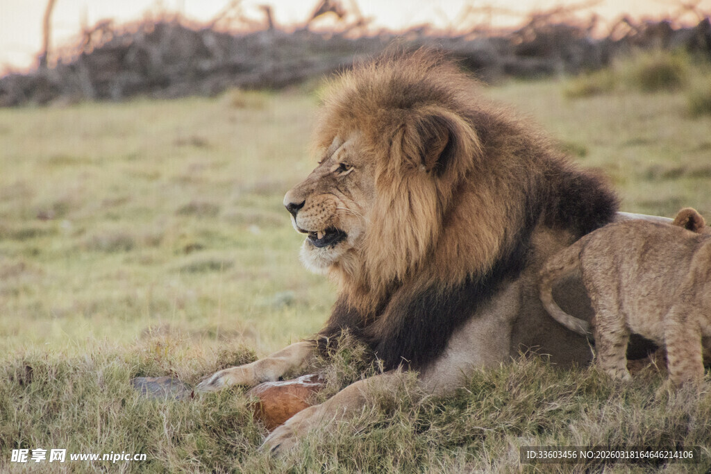 草原雄狮与幼崽