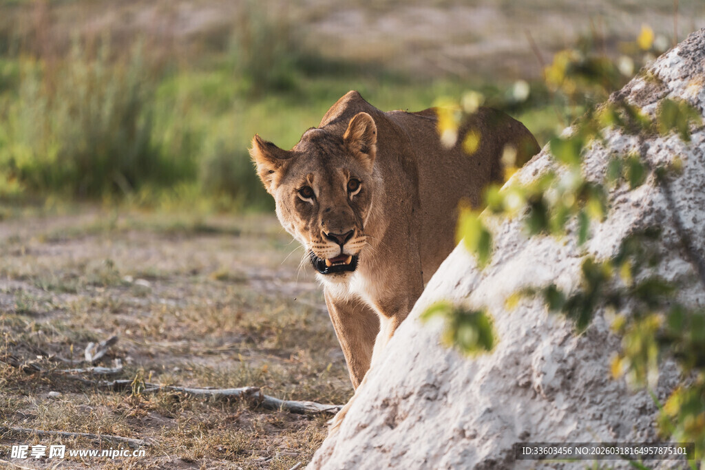 草丛中的警觉美洲狮