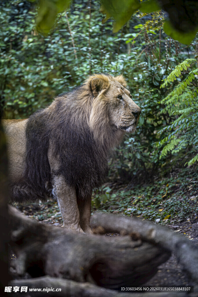 森林中的雄狮