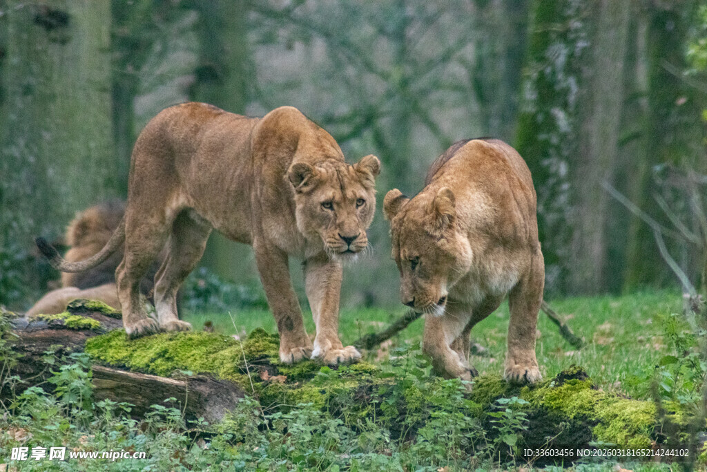 林间双狮互动场景